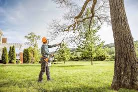 Best Fruit Tree Pruning  in Ten Mile Creek, MD