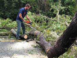 How Our Tree Care Process Works  in  Ten Mile Creek, MD