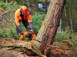 Tree and Shrub Care in Ten Mile Creek, MD
