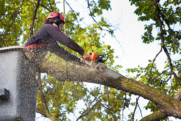 Best Tree Preservation Services  in Ten Mile Creek, MD