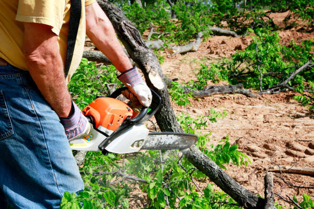Best Tree Disease Treatment  in Ten Mile Creek, MD